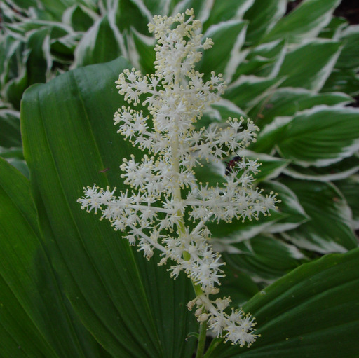 Smilacina racemosa